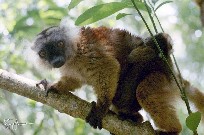 Madagascar - Nosy Be